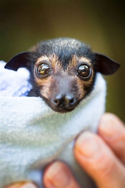 Spectacled Flying Fox Orphans Receive Special Care Cute Animals Baby