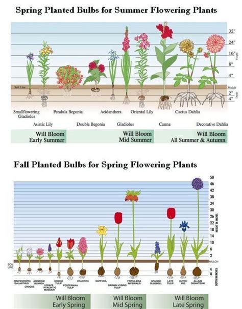 Bulbs Spring Summer And Fall Blooms And Planting Times