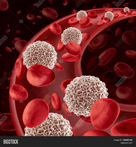 White Blood Cell Circulation Image And Photo Bigstock