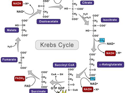 Krebs Cycle Justanotherbiochemian