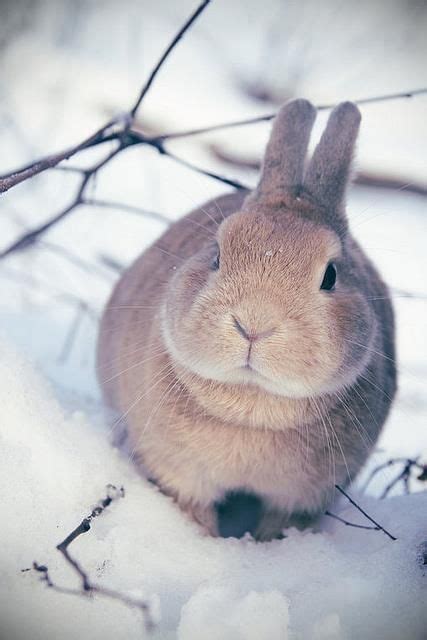 747 Best Sooooooooo Cute Bunnies Images On Pinterest Bunny Rabbits