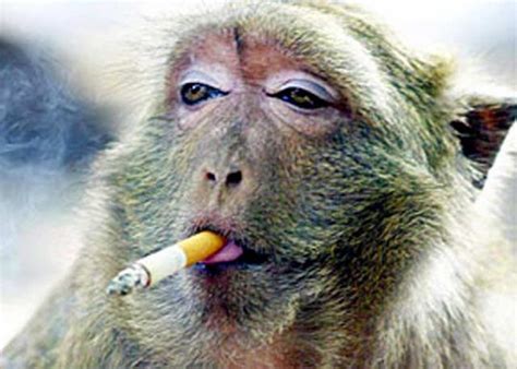 Smoking Monkeys Pics Nuffy