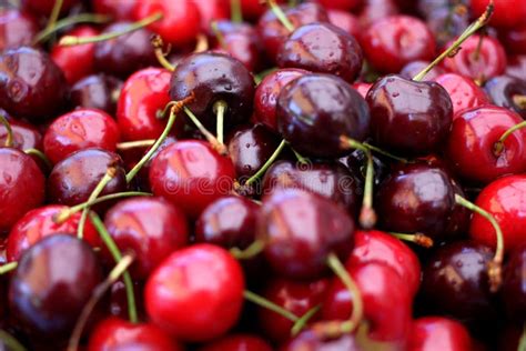 Black And Red Cherries Close Up Stock Image Image Of Ready Healthy