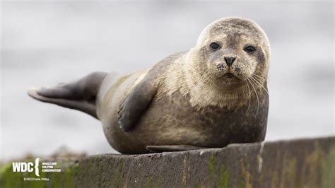 Protecting Marine Mammals Around Scottish Aquaculture Farms Scotlink