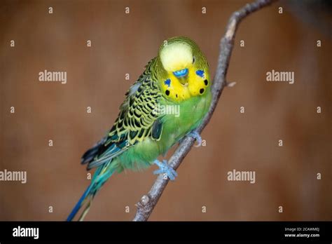 Closeup Shot Of A Green Budgie Parrot With Yellow And Black Stripes On