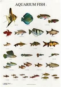 Mobs belong to a number of categories, click a category to see more about that category and which. Listing Names of aquarium fish in Alphabetical Order ...