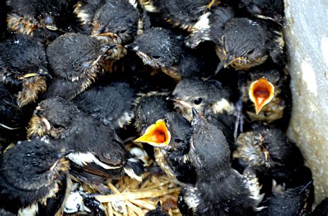 Baby Starlings Free Stock Photo Public Domain Pictures