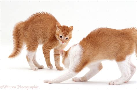 Kittens In Arched Back Play Fight Posture Photo Wp16681