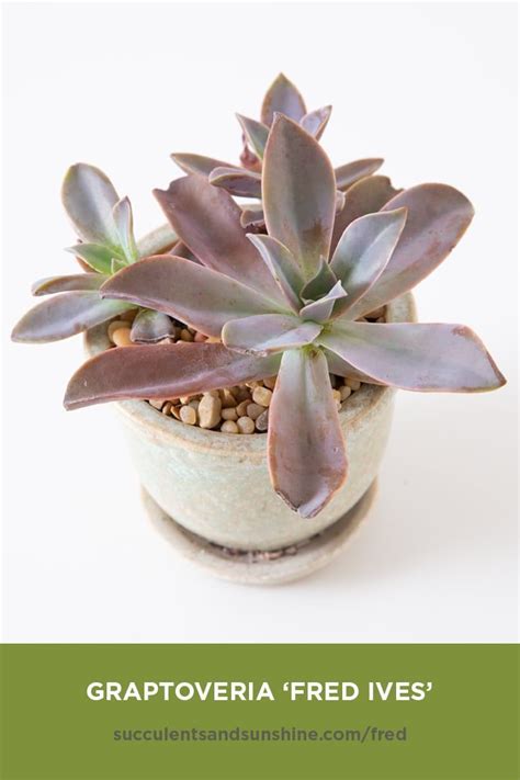 Check spelling or type a new query. Graptoveria 'Fred Ives' | Succulents and Sunshine ...