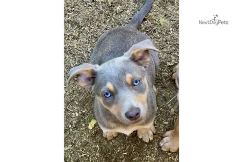 Highland Kelpies Australian Kelpie Puppy For Sale Near Portland