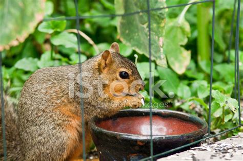 Squirrel Eating Stock Photo Royalty Free Freeimages