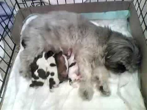 Shih tzu giving birth to 5 puppies | amazing experience!!! Layla the Shih Tzu's newborn puppies🐶 - YouTube