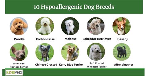 10 Hypoallergenic Dog Breeds Kobi Pets