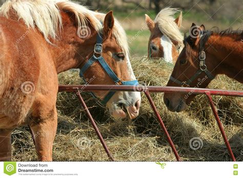 Three Horses Eating Hay Stock Image Image Of Halter Three 9052307