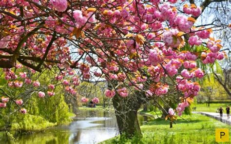 Цветущая весна в Великобритании (16 фото)