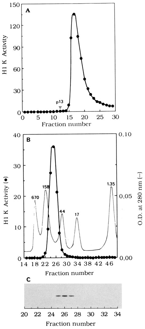 Affinity Purification Of H1k A M Phase Oocyte Extract 40 Ml Was
