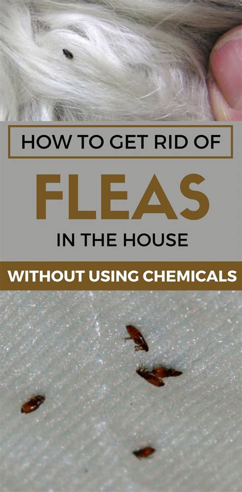 Best Tricks To Get Rid Of Fleas In Your House How To Get Rid Of Fleas In House Yard And Pets