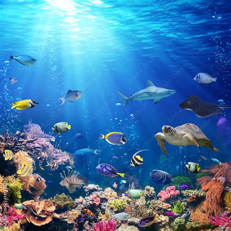 Photo And Art Print Underwater Scene With Coral Reef And Tropical Fish