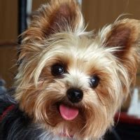 It may be a shorthand reference for a dominance hierarchy. Top 10 Cute Dog Breeds You Can't Resist - Top Dog Tips