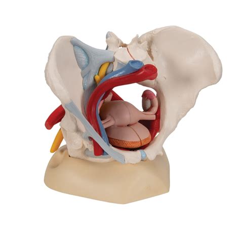 3B Scientific Six Part Female Pelvis Model With Ligaments Includes 3B