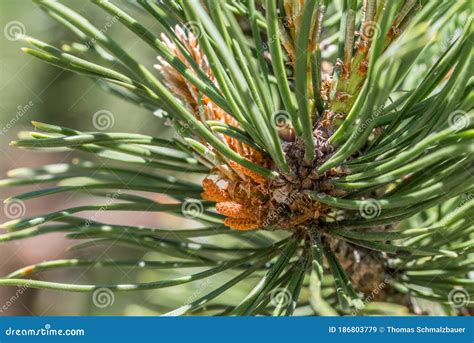 Close Up Of A Fresh Shoot Of A Pine Tree Germany Stock Image Image