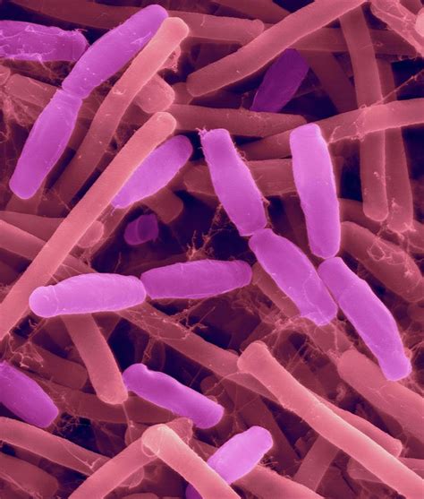 Bacillus Subtilis Photograph By Dennis Kunkel Microscopyscience Photo