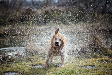 What You Need To Know About Walking A Dog In The Rain Manypets