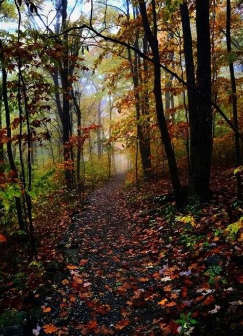 Autumn Forest Path Source Forest Path Fall Forest