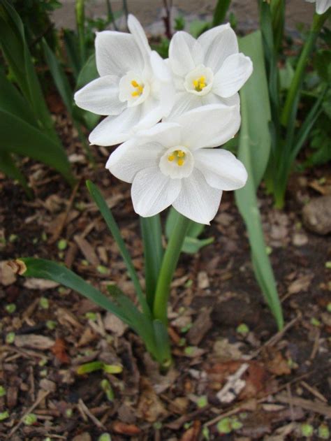 Garden Confessions From A Novice Gardener Birth Flowers Narcissus