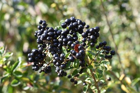 Berries From Wild Privet Ligustrum Stock Photo Image Of Plant Wild