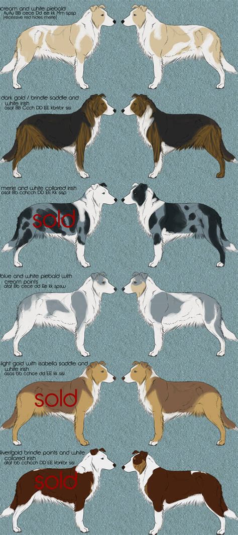 Border Collie Adoptables Available By Sazzy Riza On Deviantart
