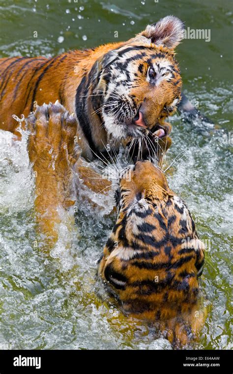 Tigers Play Fighting In Water Indochinese Tiger Or Corbetts Tiger