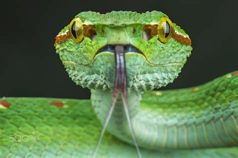 Image Result For Trimeresurus Face Pit Viper Snake Venom Reptiles And