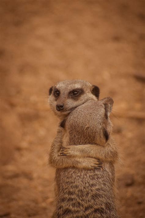 Meerkats Hugging
