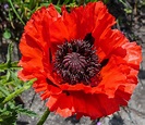 Papaver orientale 'Helen Elizabeth' - Riverside Garden Centre