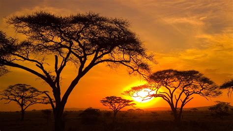 Tanzania Serengeti National Park From Windows Lock Screen