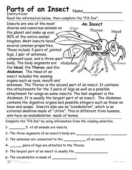Insects - Parts of an Insect - Reading, Identifying and Coloring activity