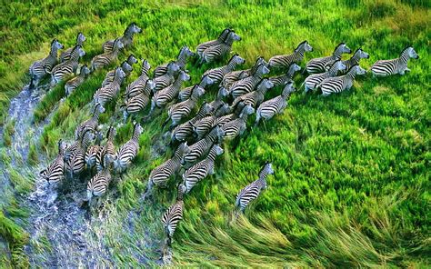 Hd Wallpaper Mac Os X Retina Zebras Herd Of Zebra Animals Wild