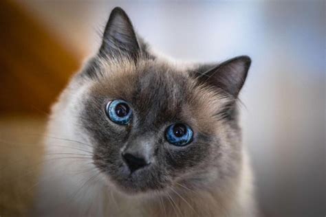 Balinese Cat Pros And Cons Price Facts And How To Care 2023