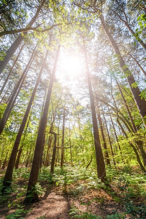 Pine Forest Sunrise Stock Image Image Of Lush Wood 105860873