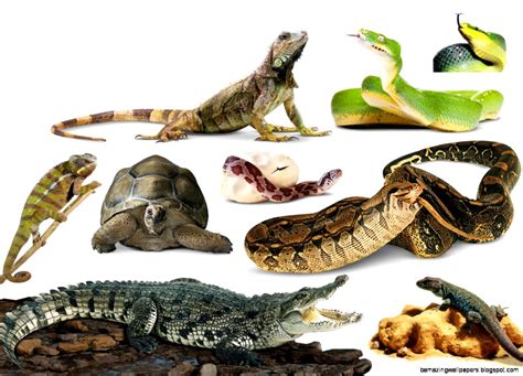 Reptiles Pictures Amazing Wallpapers
