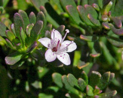 Myoporum Parvifolium Gardensonline