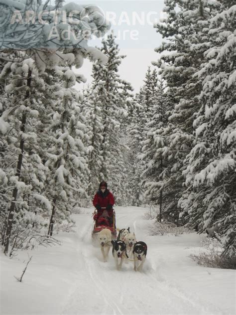 Dog Sledding On Forest Trail Arctic Range Adventure