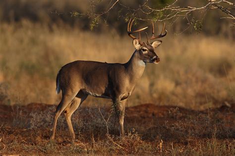 South Texas Whitetail Deer Fm Forums