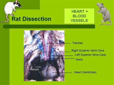 Rat Dissection The Following Slides Are Intended To