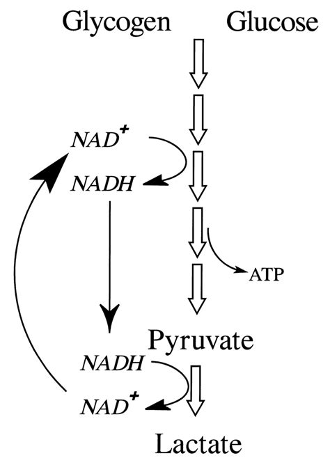 Oxidation Of Carbohydrates In Glycolysis Download Scientific Diagram