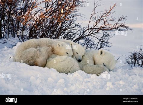 Polar Bear Hunkered With Her Two Cubs In A Snow Drift By Some Willows