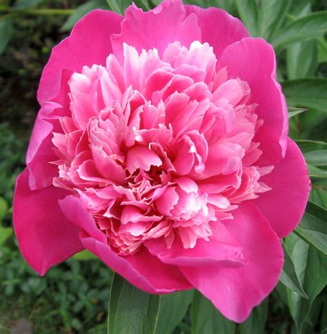 Double Pink Peony Nancy Simmons Flickr