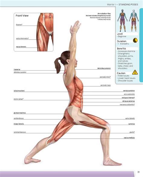 Muscles Of The Spine Laminated Anatomy Chart Yoga Anatomy Muscle The