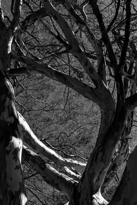 Árvores do Cerrado 18 Rodrigo Nunes PhotoArt